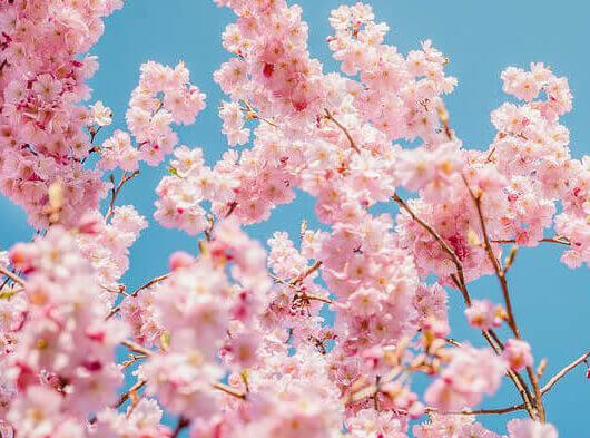 花柄（植物）の折箱